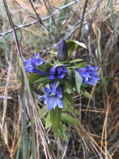 Gentiana catesbaei, photographed by Alan Weakley