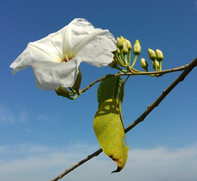 Ipomoea pauciflora, photographed by adel-fridus