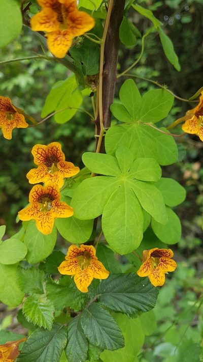 Tropaeolum ciliatum, photographed by Javier Conejeros Gastó