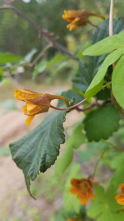 Tropaeolum ciliatum, photographed by Javier Conejeros Gastó