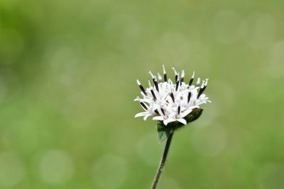 Lagascea mollis, photographed by adel-fridus