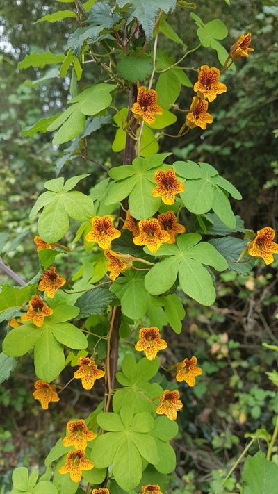 Tropaeolum ciliatum, photographed by Javier Conejeros Gastó