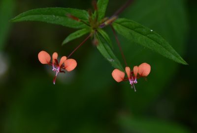 Lopezia hirsuta, photographed by adel-fridus