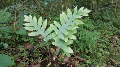 Phlebodium pseudoaureum, photographed by Alan Rockefeller