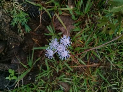 Ageratum corymbosum, photographed by Dayan Romero
