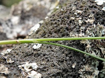 Juncus imbricatus, photographed by Jacqui Geux