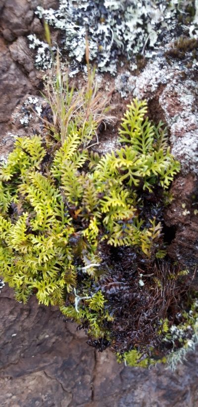 Elaphoglossum furcatum, photographed by purperlibel