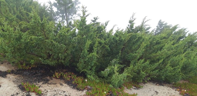 Juniperus bermudiana, photographed by purperlibel