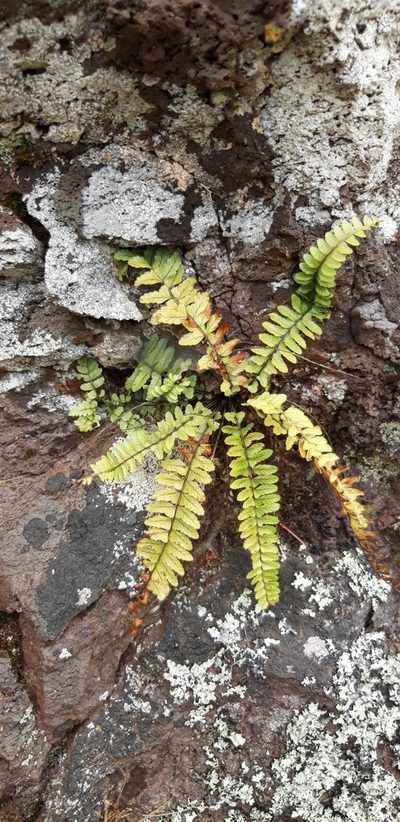 Asplenium lunulatum, photographed by purperlibel