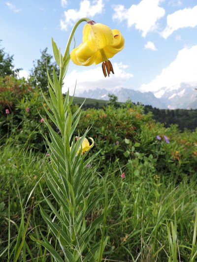 Lilium kesselringianum, photographed by Борис Георги