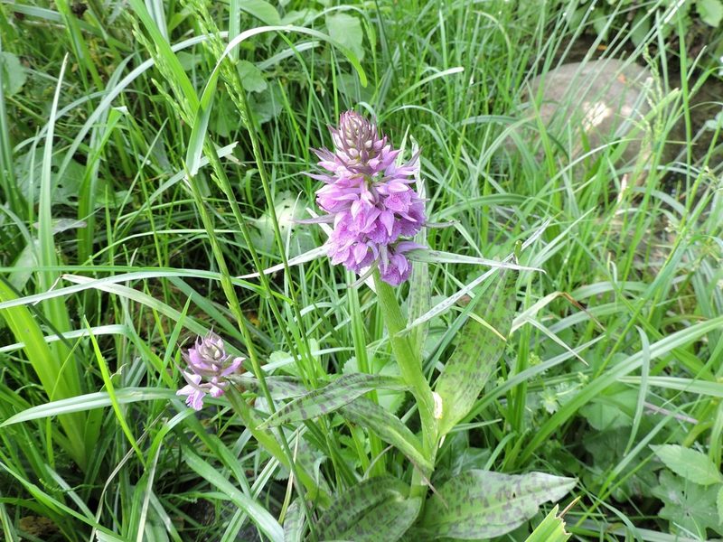 Dactylorhiza urvilleana, photographed by Борис Георги