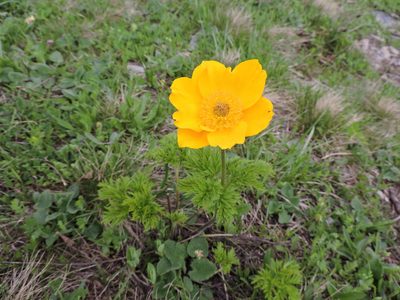 Pulsatilla aurea, photographed by Борис Георги