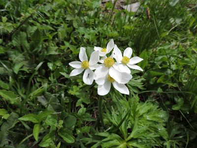 Anemonastrum fasciculatum, photographed by Борис Георги