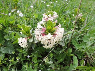 Daphne glomerata, photographed by Борис Георги