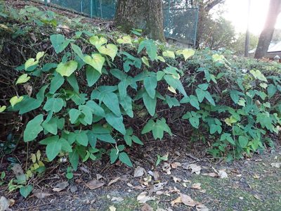Dumasia truncata, photographed by Yoshihiro Tokue