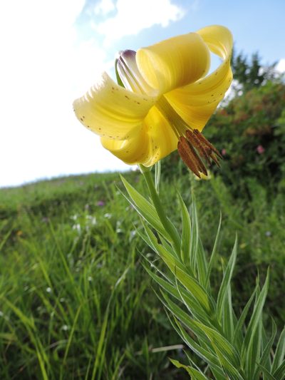 Lilium kesselringianum, photographed by Борис Георги