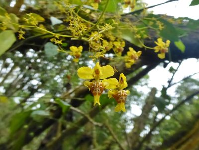 Oncidium adelaidae, photographed by Thibaud Aronson