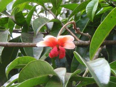 Allanblackia stuhlmannii, photographed by Carrie Seltzer