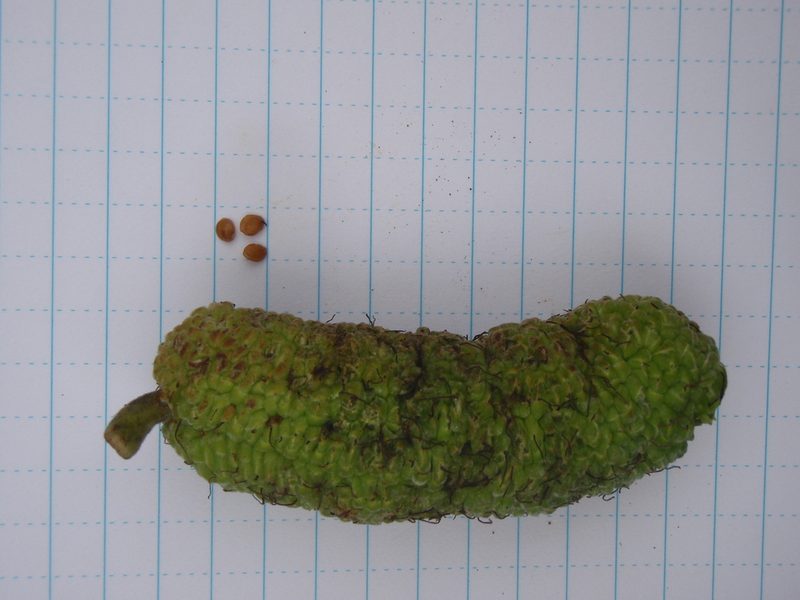 Milicia excelsa, photographed by Carrie Seltzer