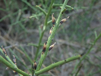 Genista fasselata, photographed by Daniel Cahen