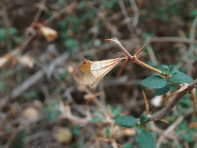 Acanthoprasium integrifolium, photographed by Daniel Cahen