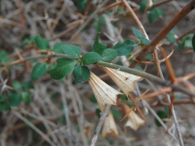 Acanthoprasium integrifolium, photographed by Daniel Cahen