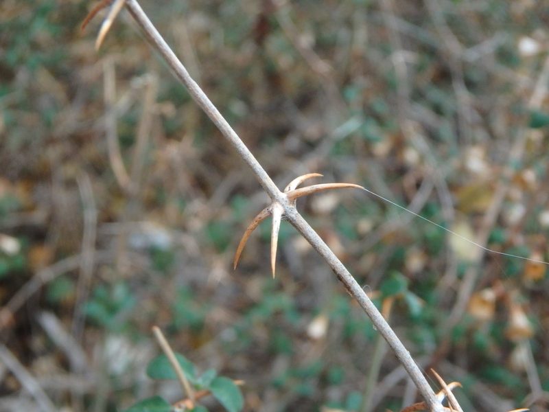 Acanthoprasium integrifolium, photographed by Daniel Cahen