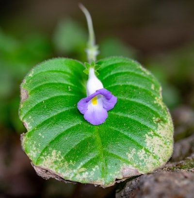 Microchirita lavandulacea, photographed by Shawn O'Donnell