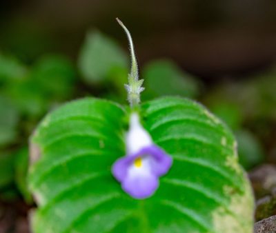 Microchirita lavandulacea, photographed by Shawn O'Donnell