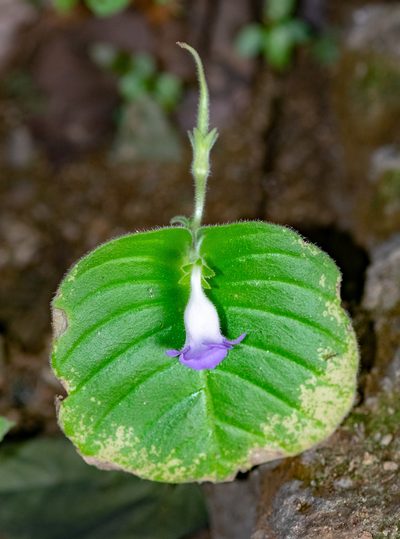 Microchirita lavandulacea, photographed by Shawn O'Donnell