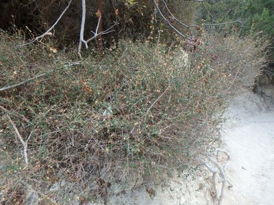 Acanthoprasium integrifolium, photographed by Daniel Cahen