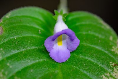 Microchirita lavandulacea, photographed by Shawn O'Donnell