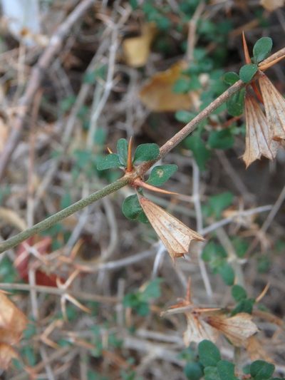 Acanthoprasium integrifolium, photographed by Daniel Cahen