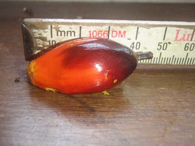 Elaeis guineensis, photographed by Carrie Seltzer