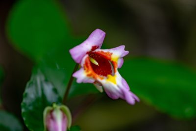 Impatiens bonii, photographed by Shawn O'Donnell