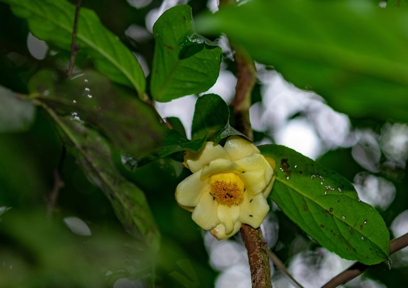 Camellia flava, photographed by Shawn O'Donnell
