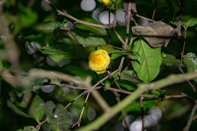 Camellia flava, photographed by Shawn O'Donnell