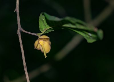 Camellia flava, photographed by Shawn O'Donnell
