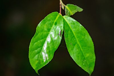 Camellia flava, photographed by Shawn O'Donnell