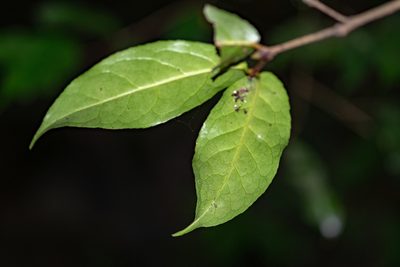 Camellia flava, photographed by Shawn O'Donnell