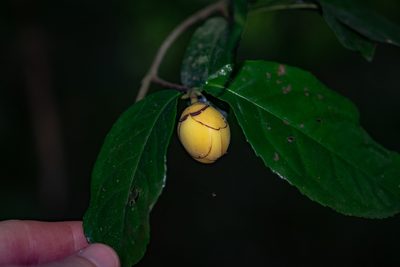 Camellia flava, photographed by Shawn O'Donnell
