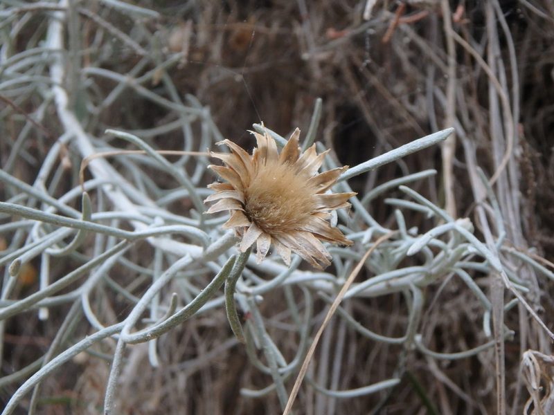 Centaurea akamantis, photographed by Daniel Cahen