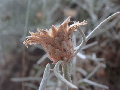 Centaurea akamantis, photographed by Daniel Cahen