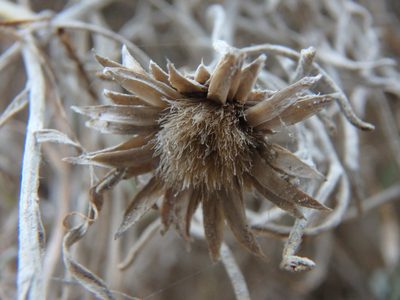 Centaurea akamantis, photographed by Daniel Cahen
