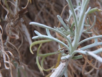 Centaurea akamantis, photographed by Daniel Cahen