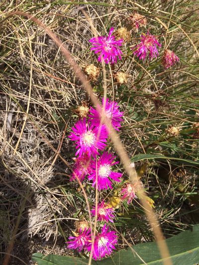 Lampranthus lavisii, photographed by Andrew Gillespie