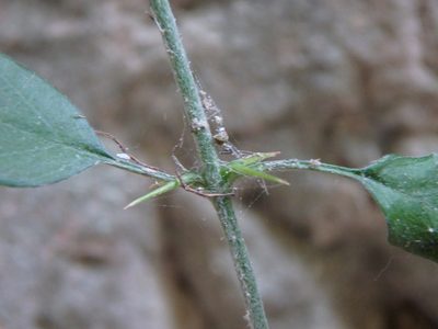 Acanthoprasium integrifolium, photographed by Daniel Cahen