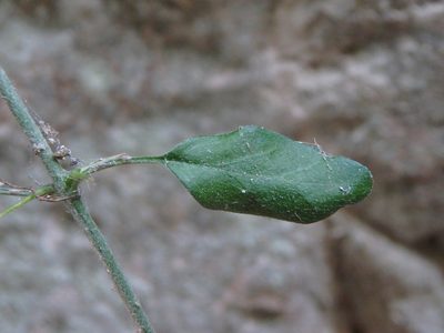 Acanthoprasium integrifolium, photographed by Daniel Cahen