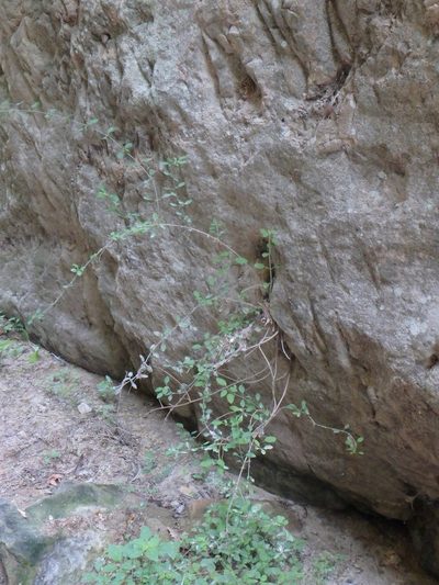 Acanthoprasium integrifolium, photographed by Daniel Cahen