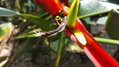 Heliconia farinosa, photographed by alessandradalia